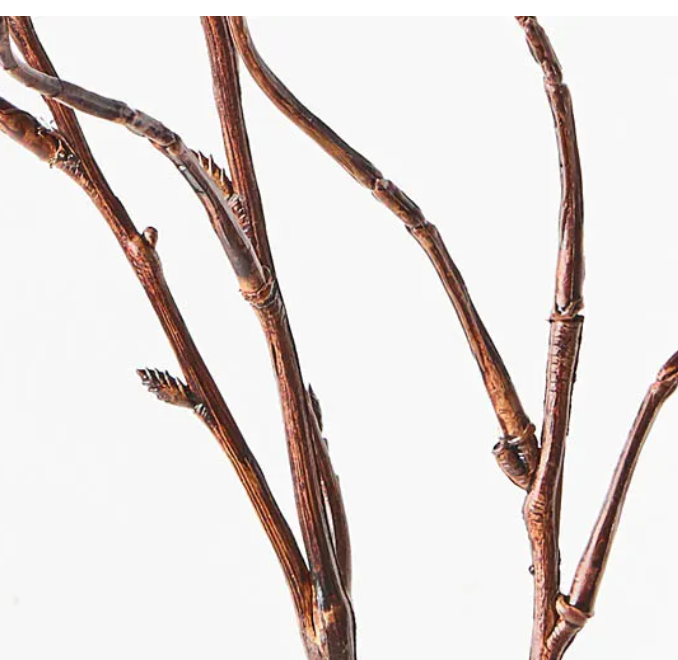 Curly Willow - Twigs