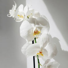 Diffuser - White Orchid & Lily