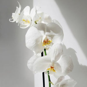 Candle - White Orchid & Lily
