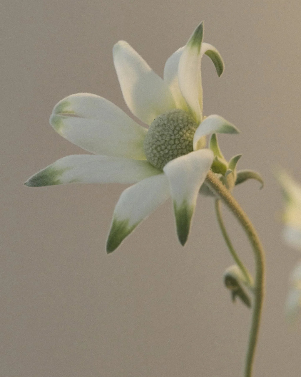 Hand Balm 100ml - Flannel Flower