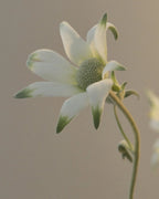 Hand Balm 100ml - Flannel Flower