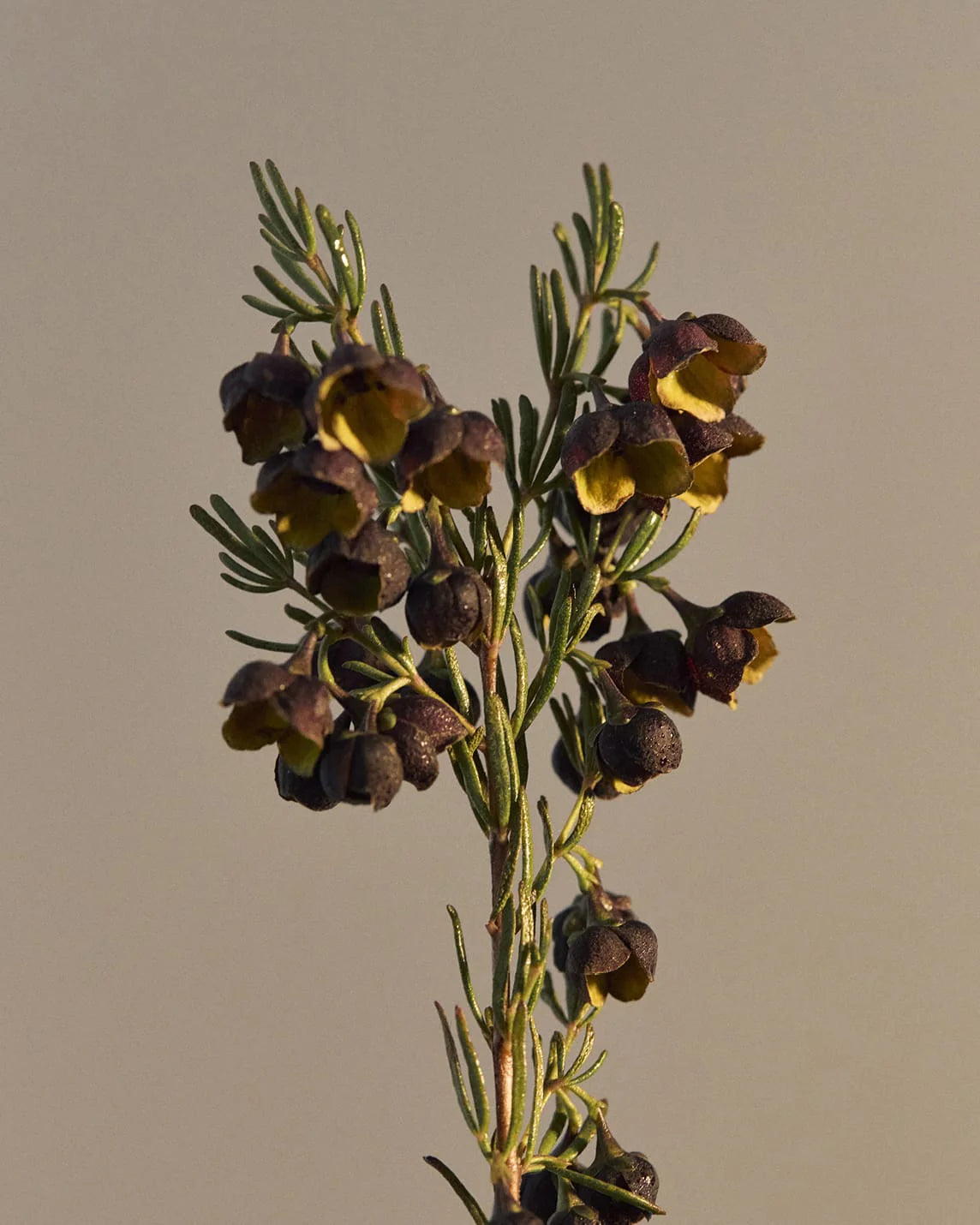 Hand Balm 100ml - Boronia