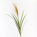 Pampas Grass Spray