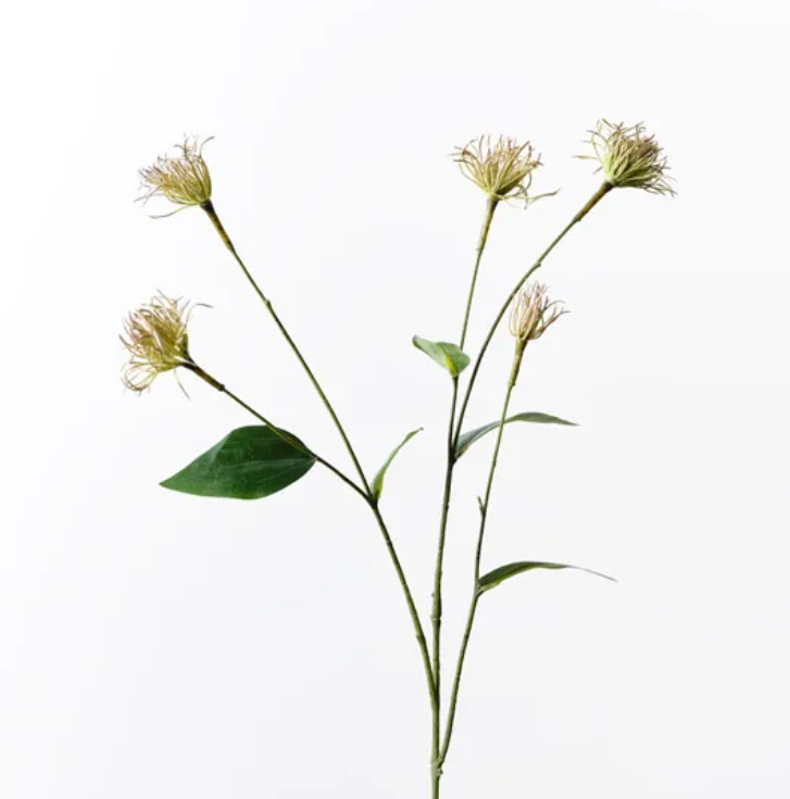 Clematis Seed Pod Spray