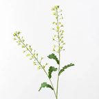 Canola Spray - Light Green