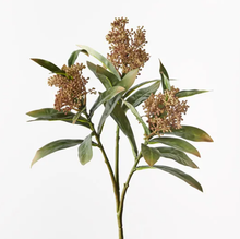 Skimmia Spray - Natural