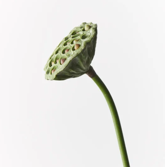 Lotus Pod - Green Burgundy