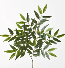 Ruscus Leaf Spray - Green