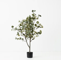 Eucalyptus Tree