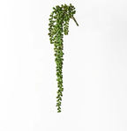 String of Pearls Hanging Bush - Green