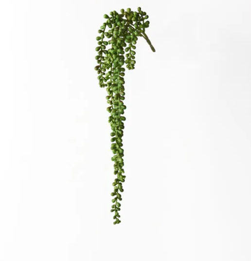 String of Pearls Hanging Bush - Green