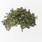 Baby Tear Bush