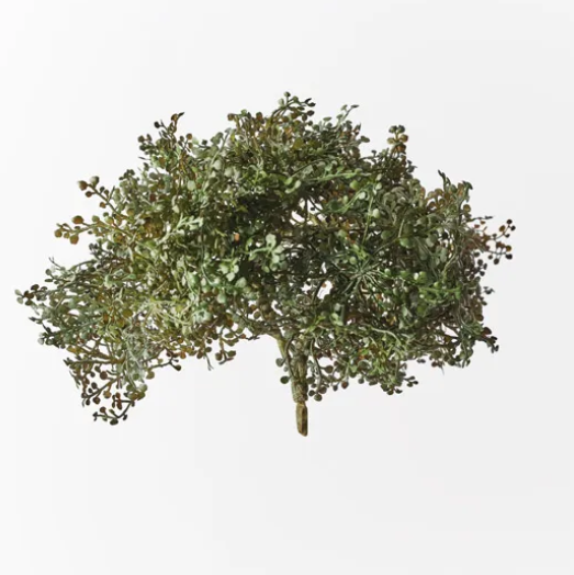 Baby Tear Bush