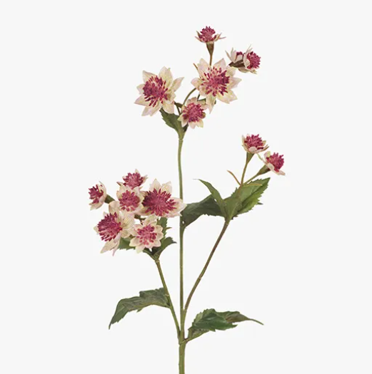 Astrantia Spray - Pink Green