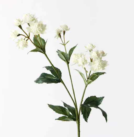 Astrantia Spray - White Green