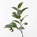 Eucalyptus Gum Nut Spray