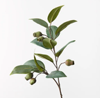 Eucalyptus Gum Nut Spray