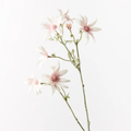 Flannel Flower Spray - Light Pink