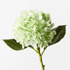 Hydrangea - Light Green