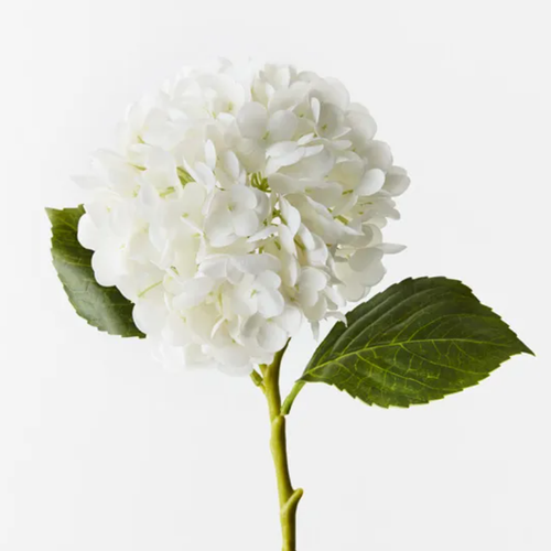 Hydrangea - Winter White