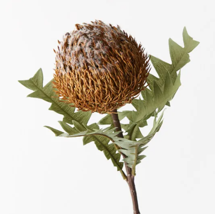 Banksia Acorn - Coffee