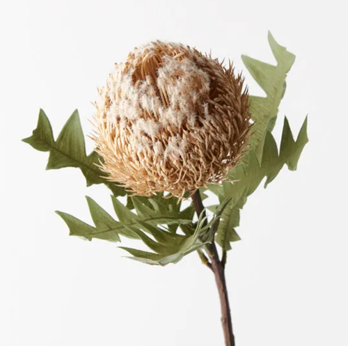 Banksia Acorn - Cream