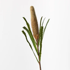 Banksia Pencil Cone - Coffee