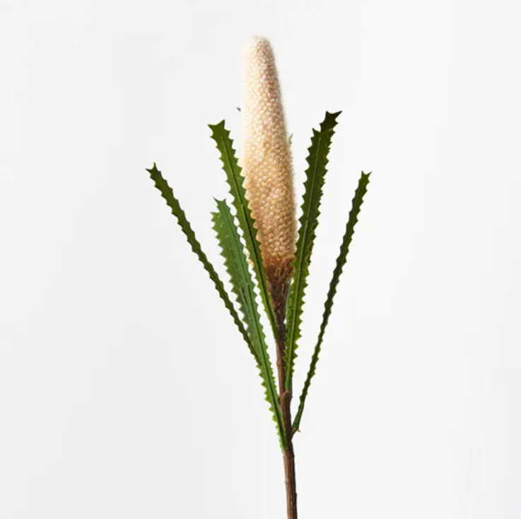 Banksia Pencil Cone - Cream