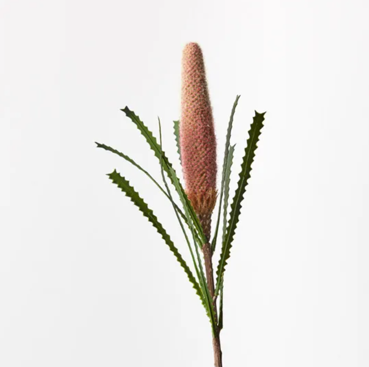 Banksia Pencil Cone - Pink