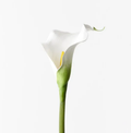 Calla Lily - White