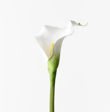 Calla Lily - White