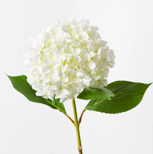 Hydrangea - White