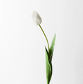 Tulip - White