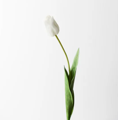 Tulip - White