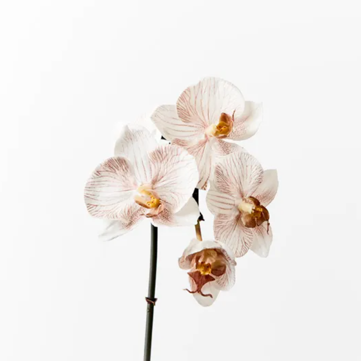 Orchid Phalaenopsis Infused Mini - Latte