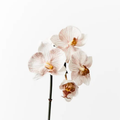 Orchid Phalaenopsis Infused Mini - Latte