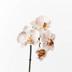 Orchid Phalaenopsis Infused Mini - Latte