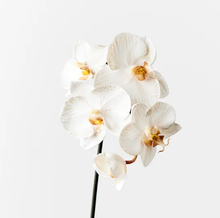 Orchid Phalaenopsis Infused Mini - Dove