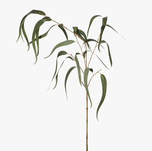 Eucalyptus Long Leaf Spray - Grey Green