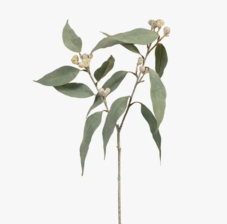 Eucalyptus Tetragona Spray