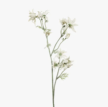 Flannel Flower Spray - Cream Green