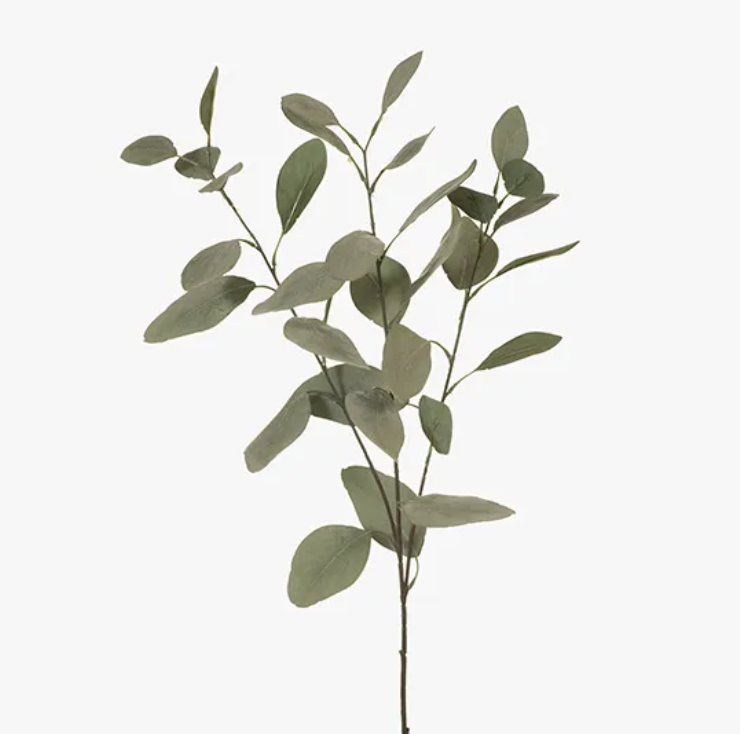 Eucalyptus Silver Dollar - Green Grey