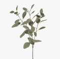Eucalyptus Silver Dollar - Green Grey