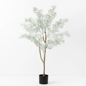 Acacia Tree