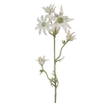 Flannel Flower Spray - Cream