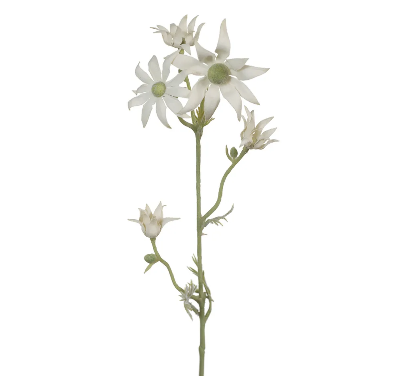 Flannel Flower Spray - Cream