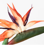 Bird Of Paradise