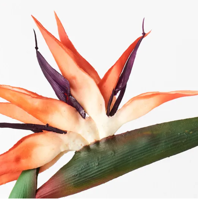 Bird Of Paradise