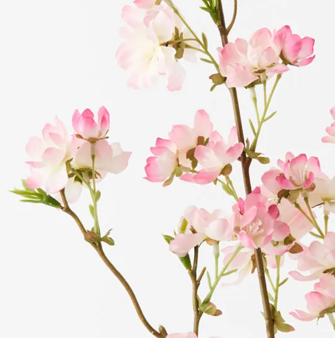 Blossom Cherry