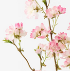 Blossom Cherry